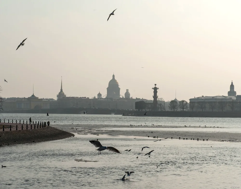 Birds of St. Petersburg