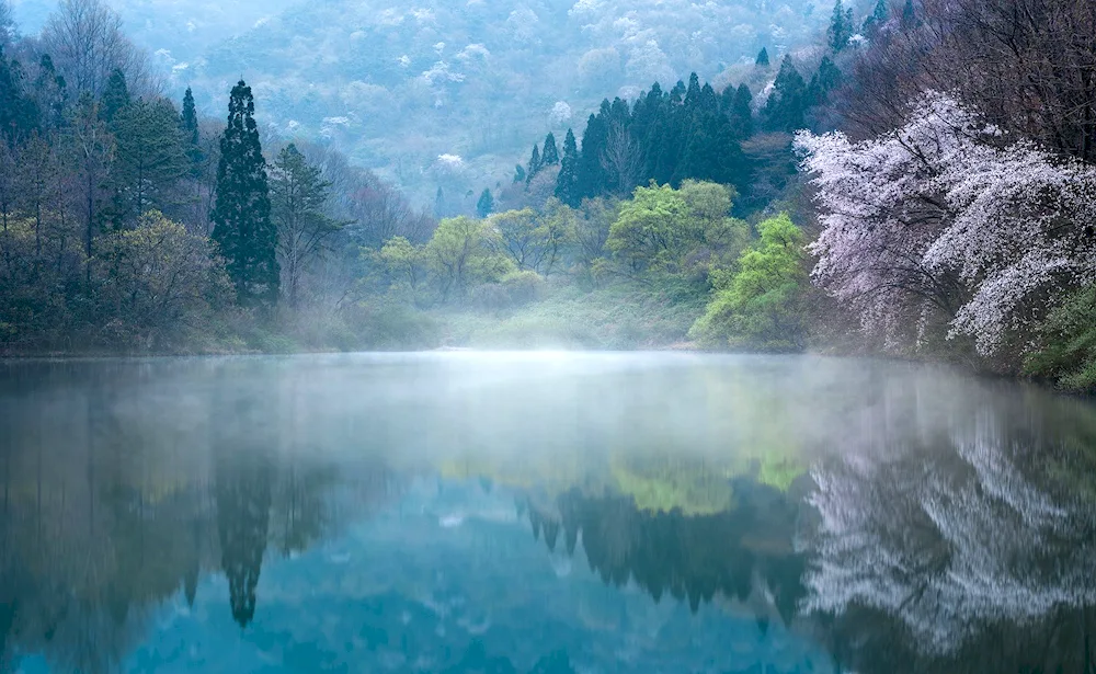 Cherry blossom tree