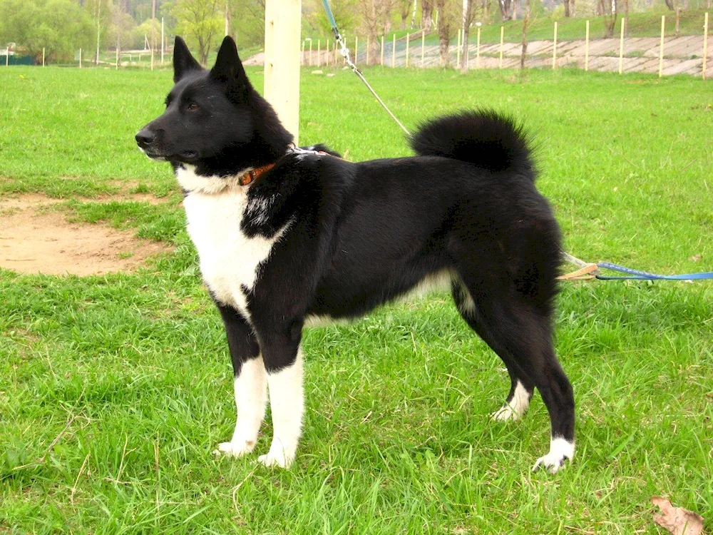 Russian-European husky