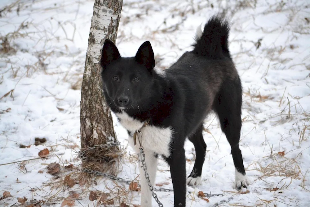 Eastern European shepherd husky with a muzzle