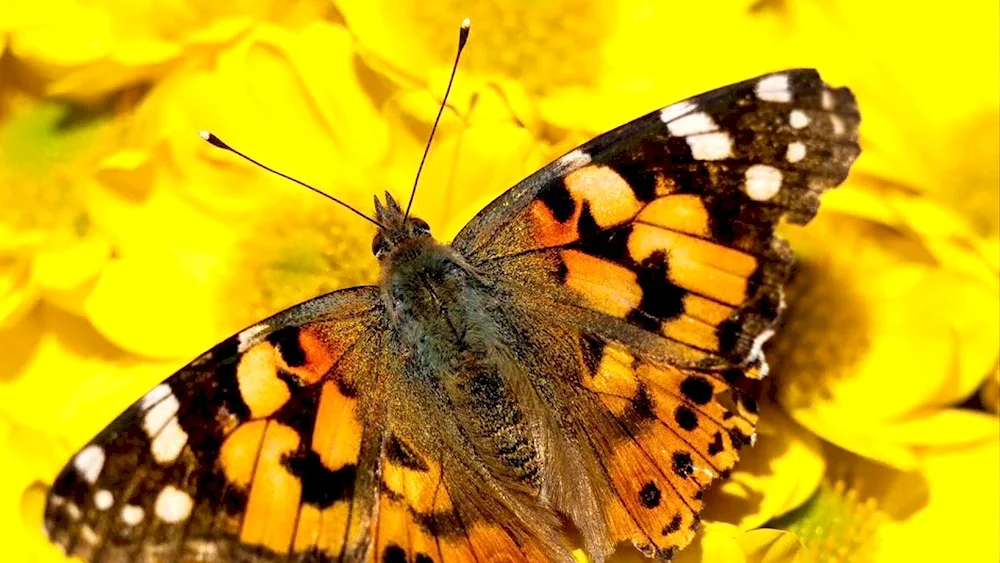 Yellow butterfly