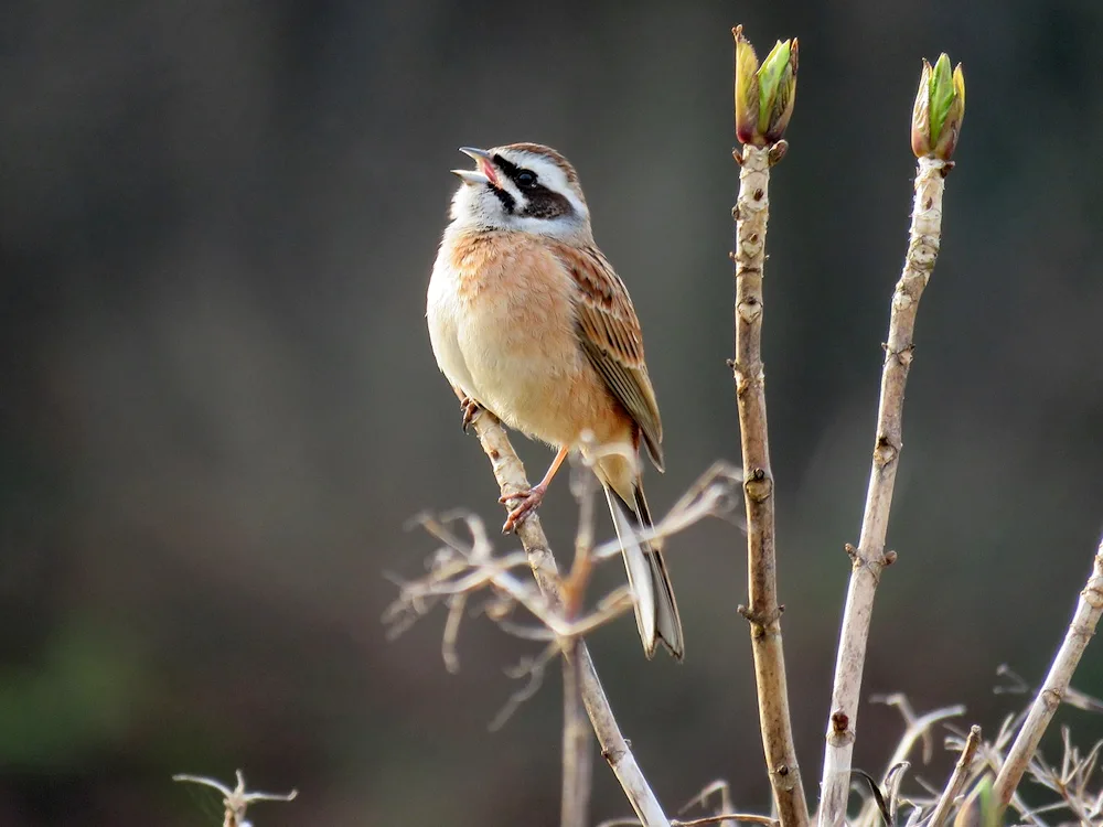 Birds of Elk Island