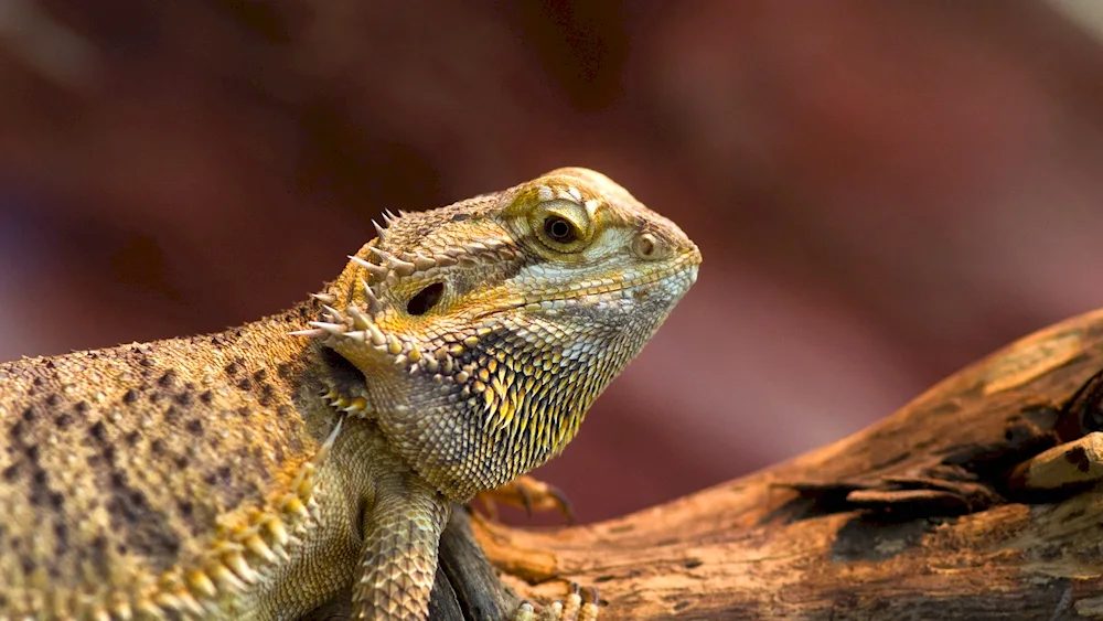 Reptiles
