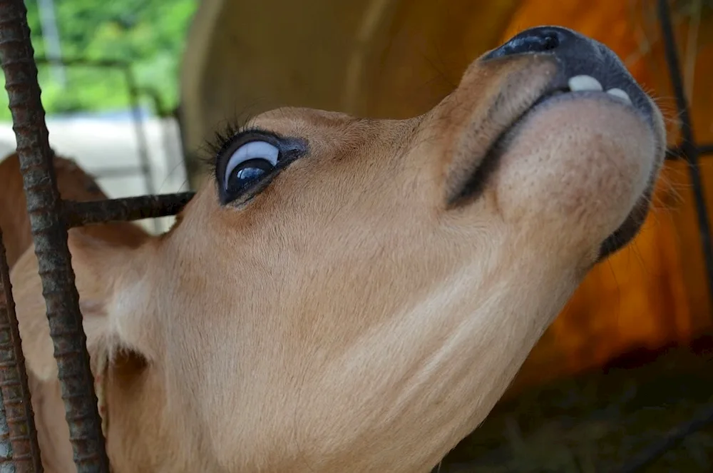 Cow's eyelashes