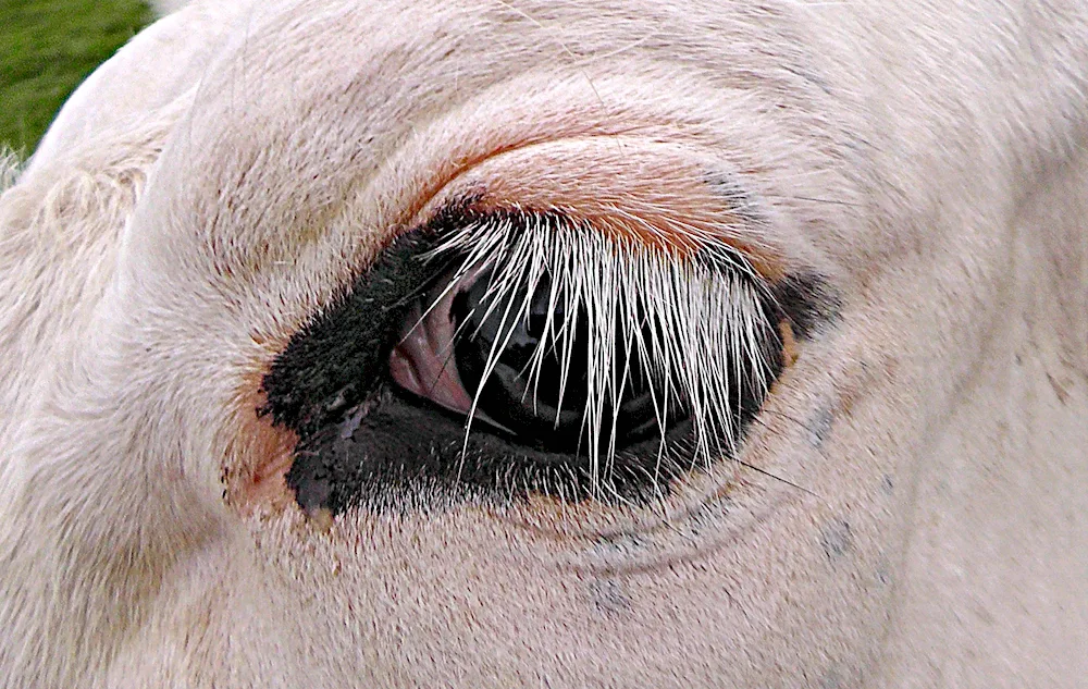 Cow's eyes