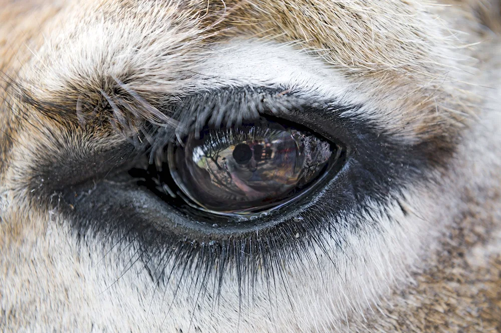 Cow's eyes in Bali