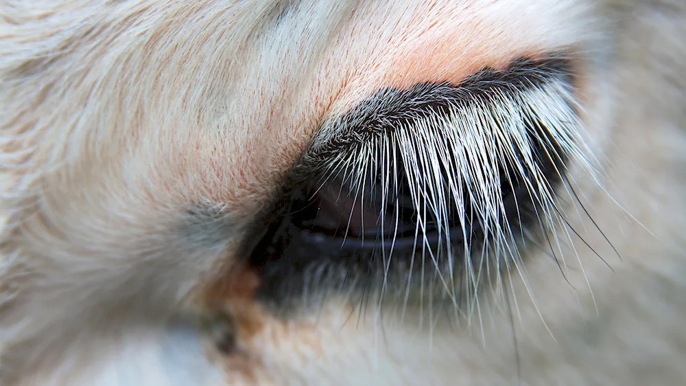 Cow's eyelashes