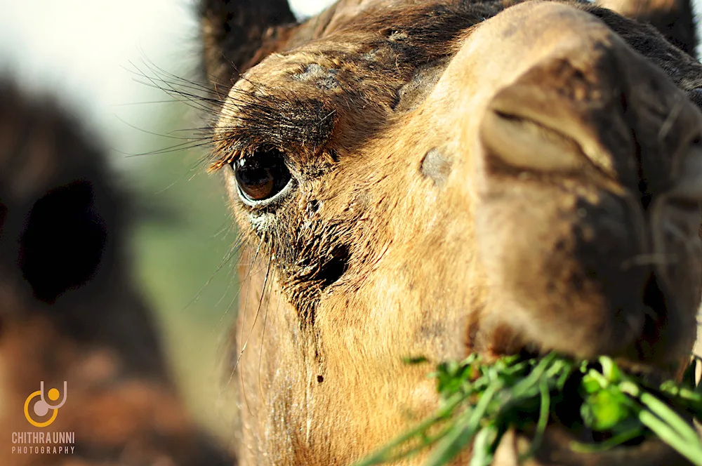 Cow's face