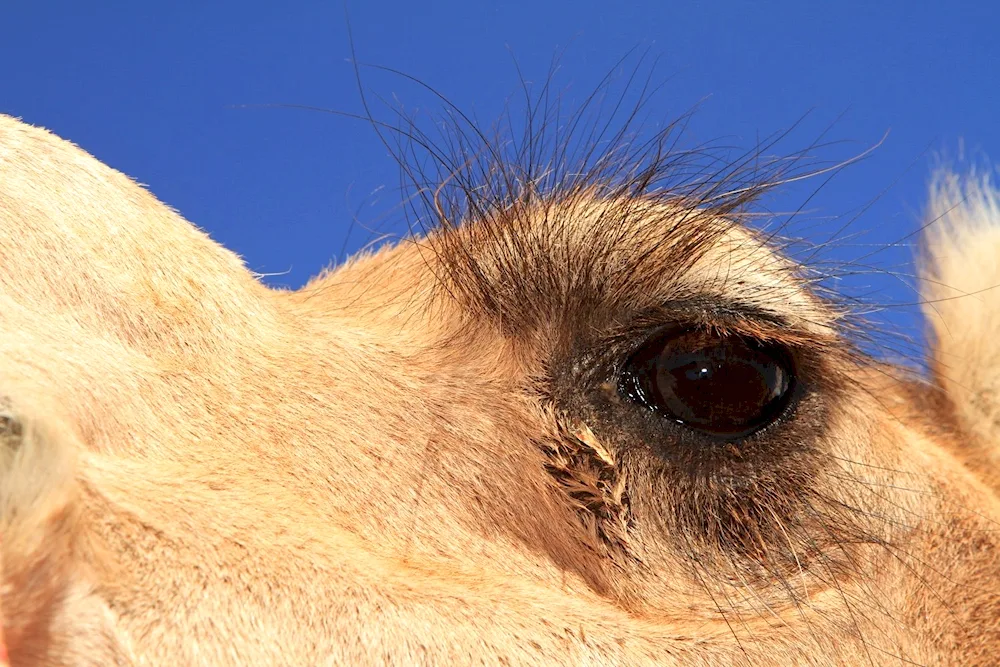 Cow's eyelashes