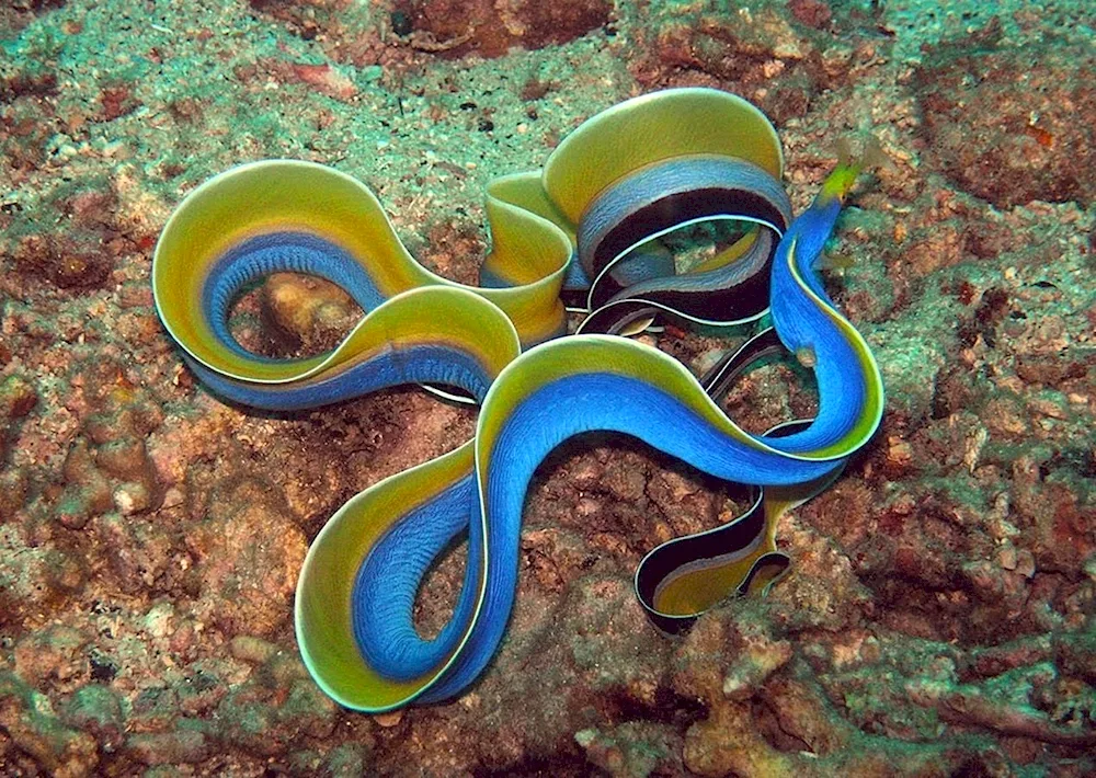 Mediterranean moray eel