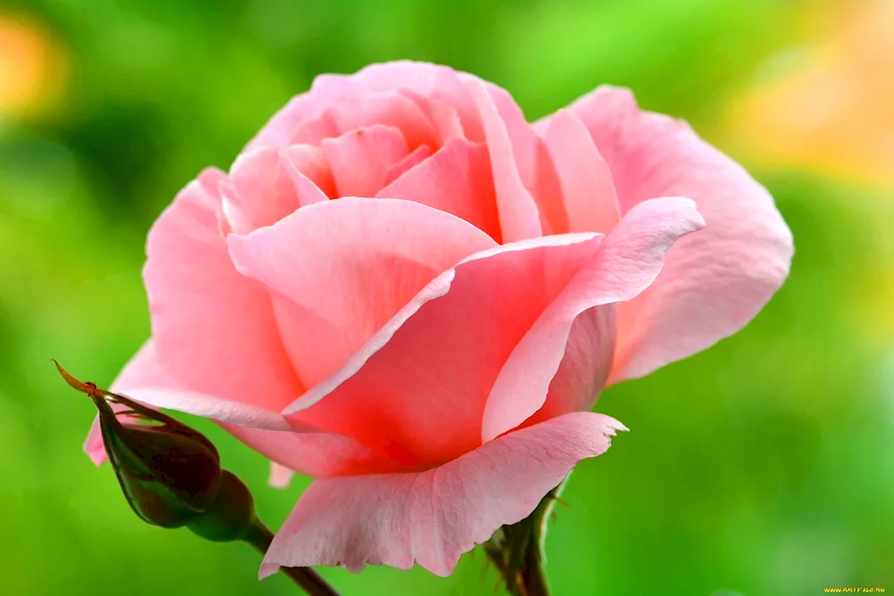 Courage Cordes rose