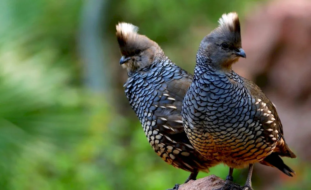 Ptarmigan Grouse Quail