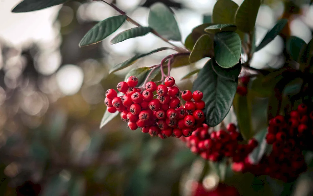 Rooseberries red bush berry