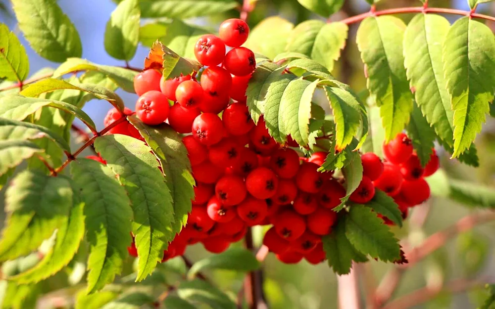 Autumn mountain ash