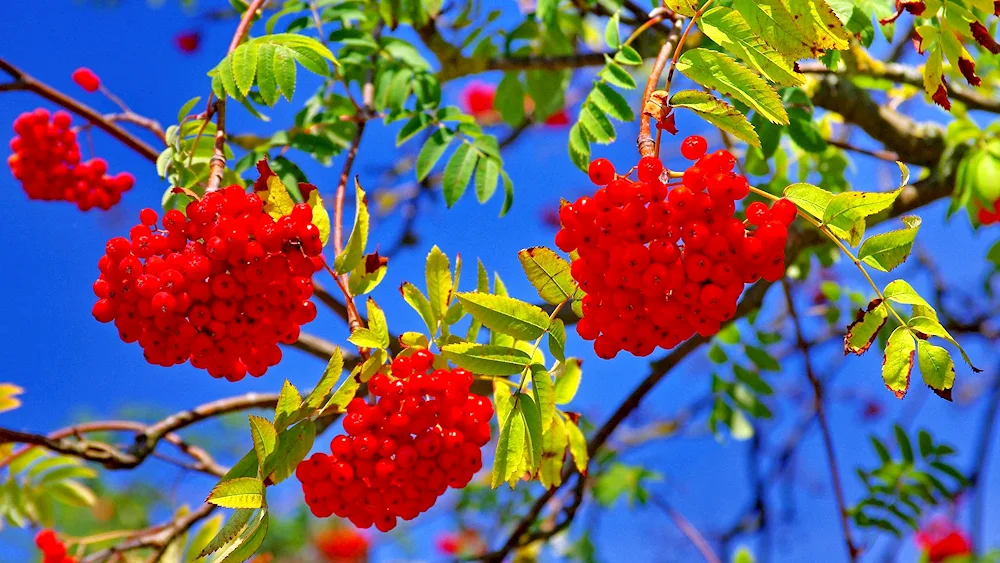Ryeberry red-fruited