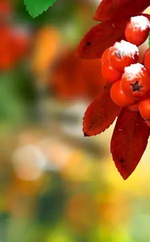 Ordinary rowanberry autumn
