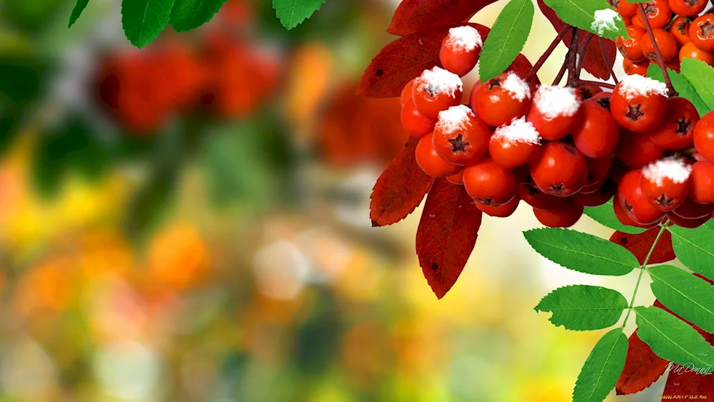 Ordinary rowanberry autumn