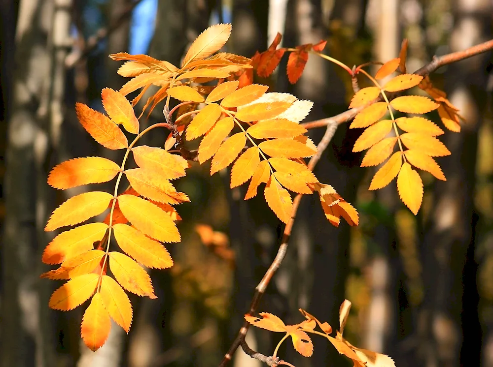 Autumn ash leaves