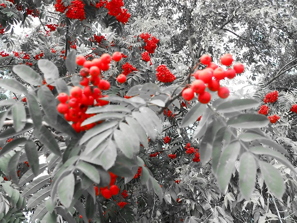 Still life with rowanberries