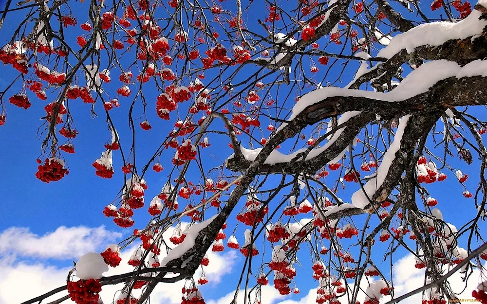 Sargent's elm