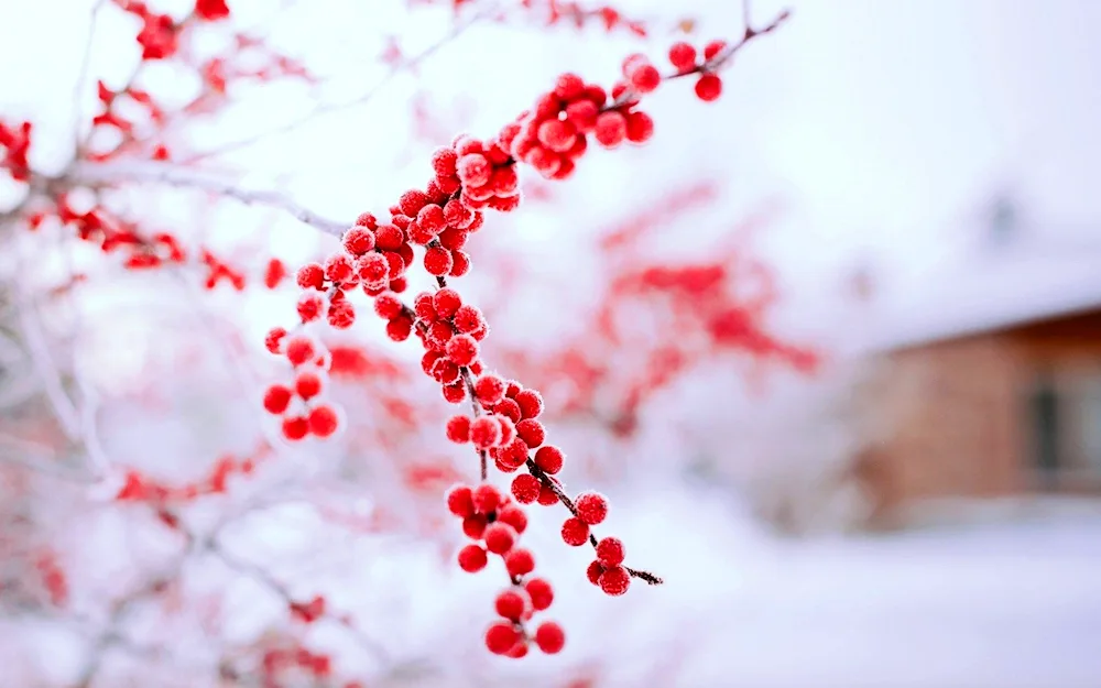 Ryanberry in the snow