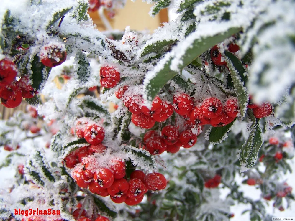 Berries in snow