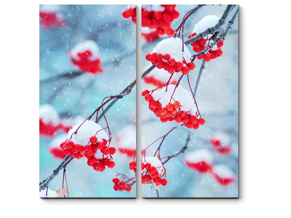 Winter mountain ash in snow
