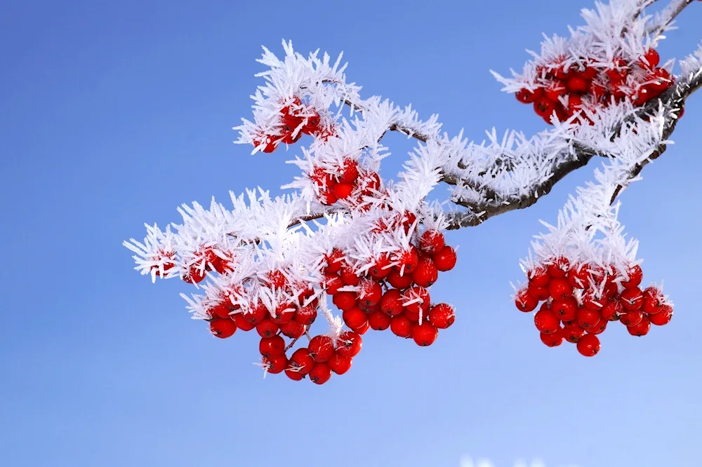 Winter mountain ash in snow