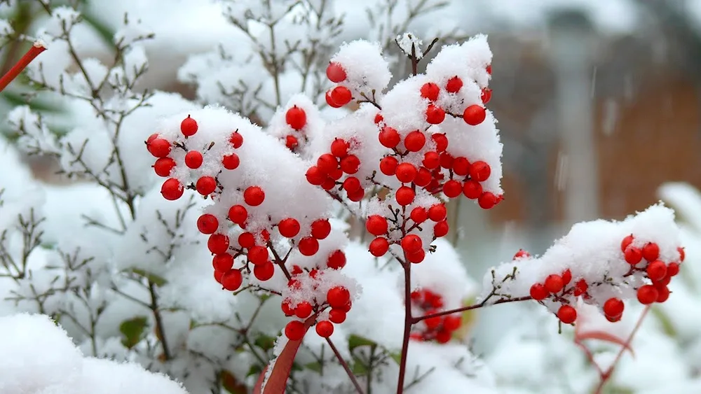 Flowers in snow