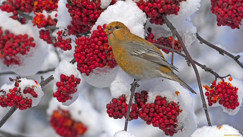 Cherry in snow