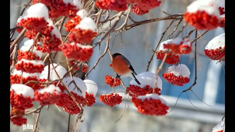 Cherry in snow