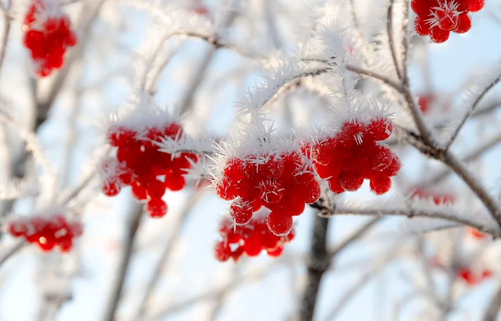 Cherry in snow