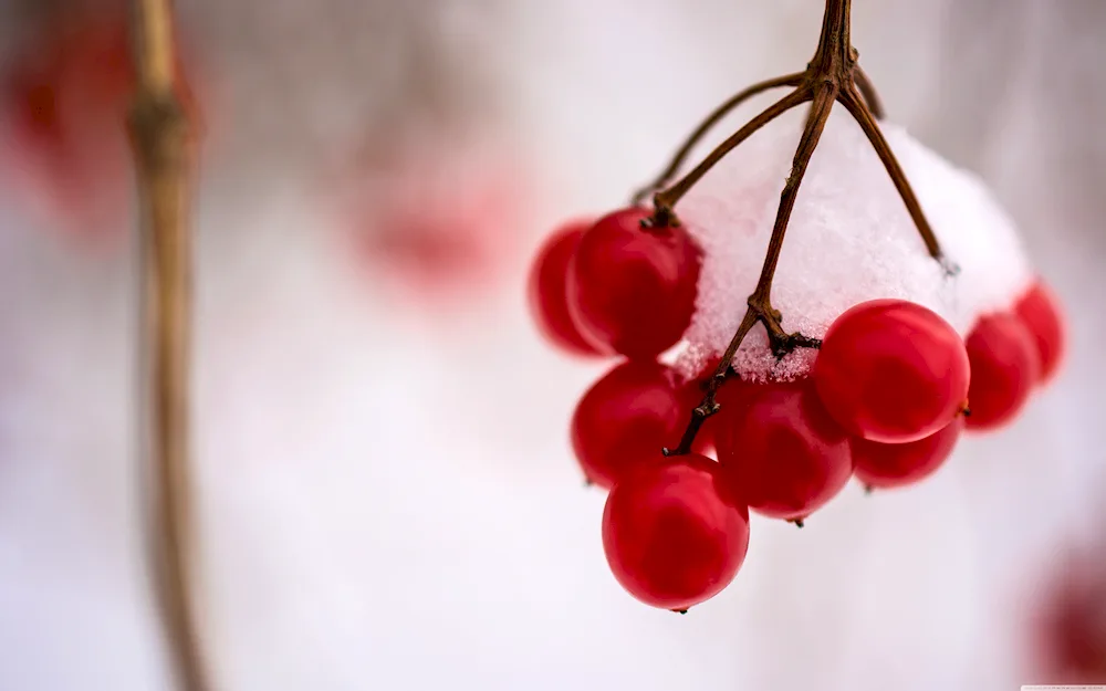 Cherry in snow