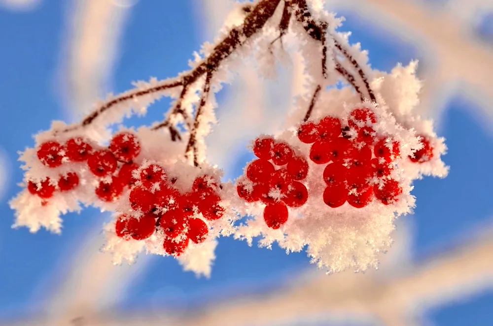 Cherry in snow in the snow