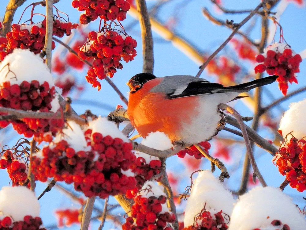 Winter rowan