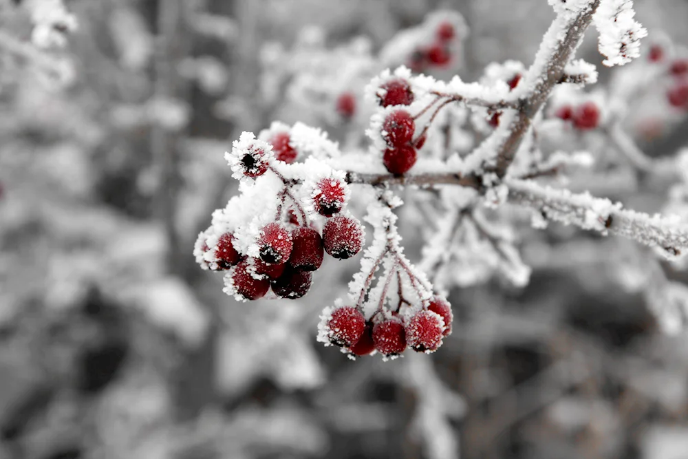 Ryanberry in the snow