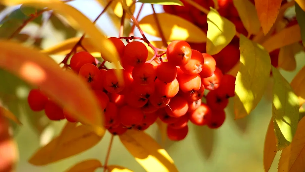 Ryeberries Wefed