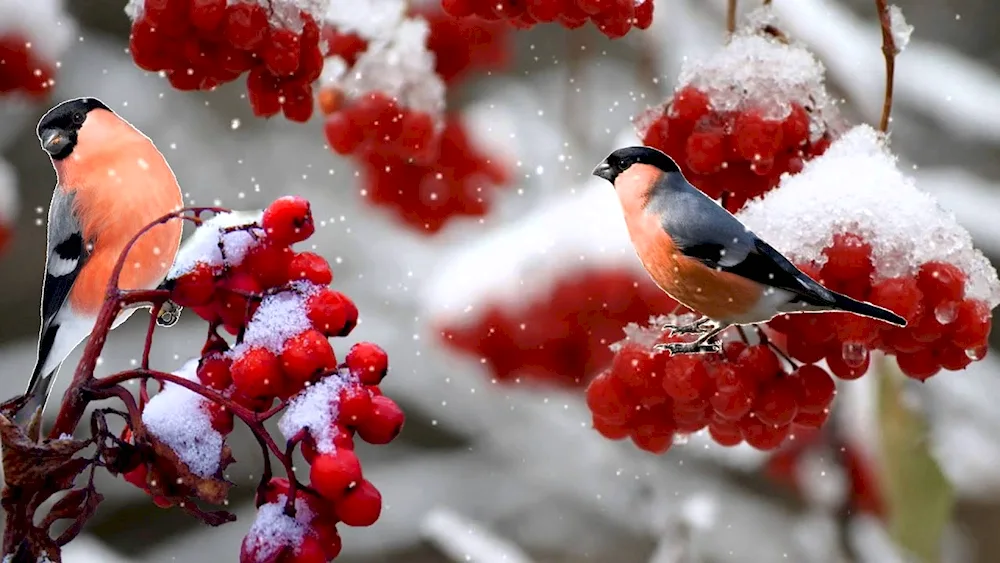 Snowfinch in the taiga