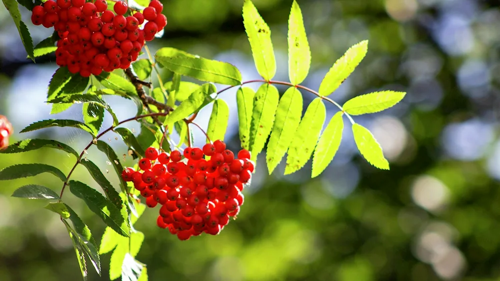 Rooseberry bush