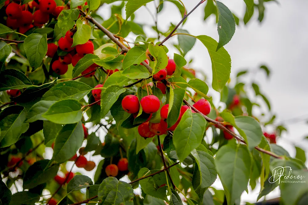 Ryanberry apple tree