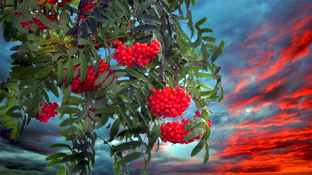 Ryabina bunches Scarlet