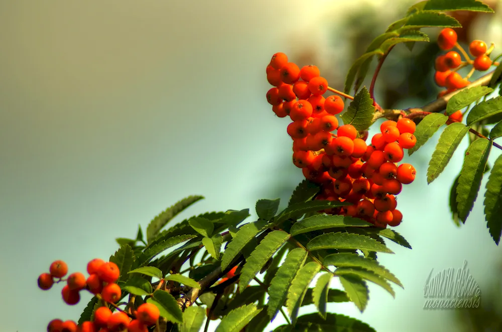 Rooseberries bunches of scarlet
