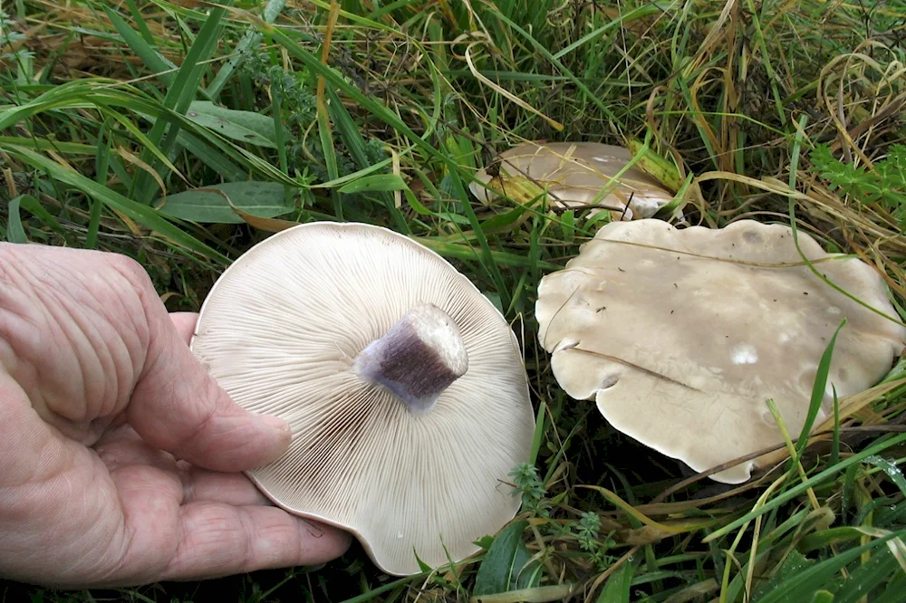 Commandor Islands tundra mushrooms