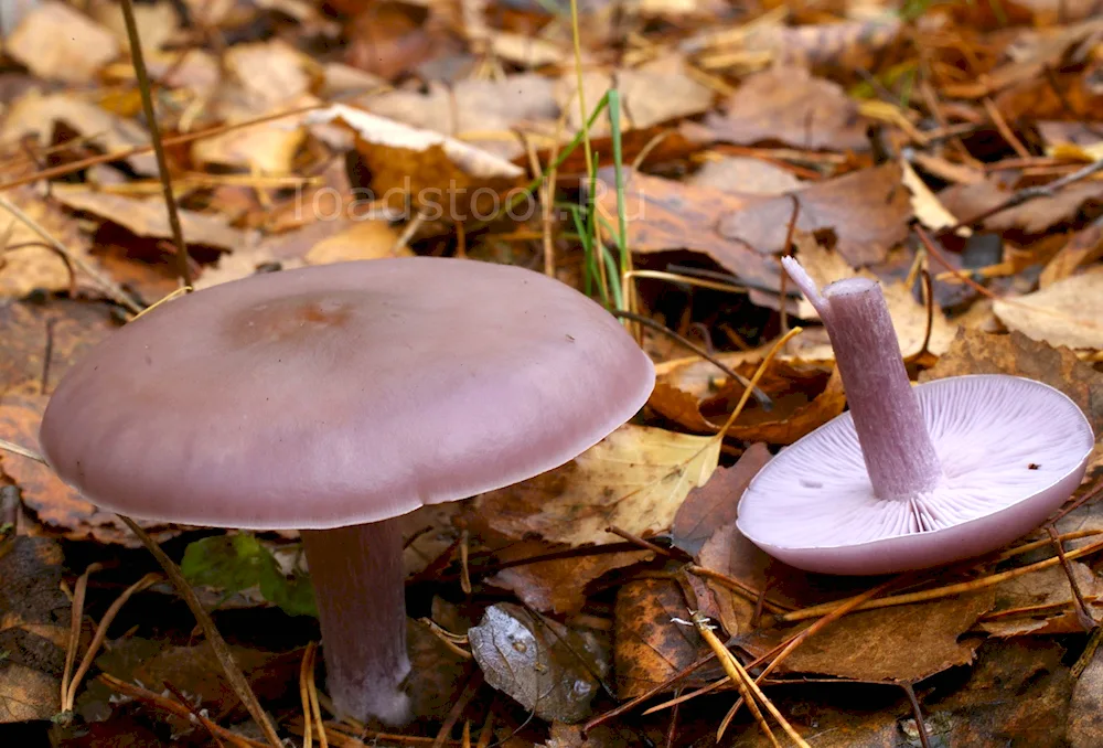 Pauline mushroom