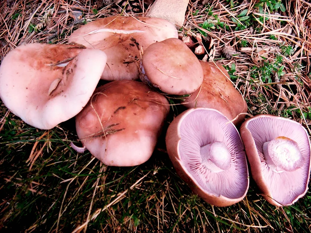 Blue mushroom