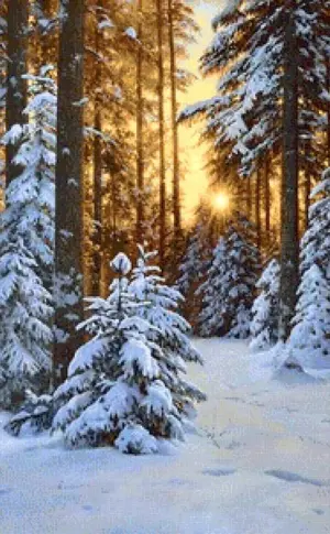 Richard Savoie winter forest