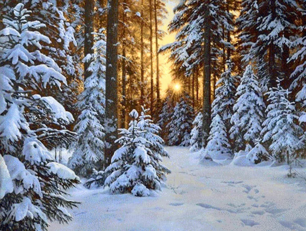 Richard Savoie winter forest