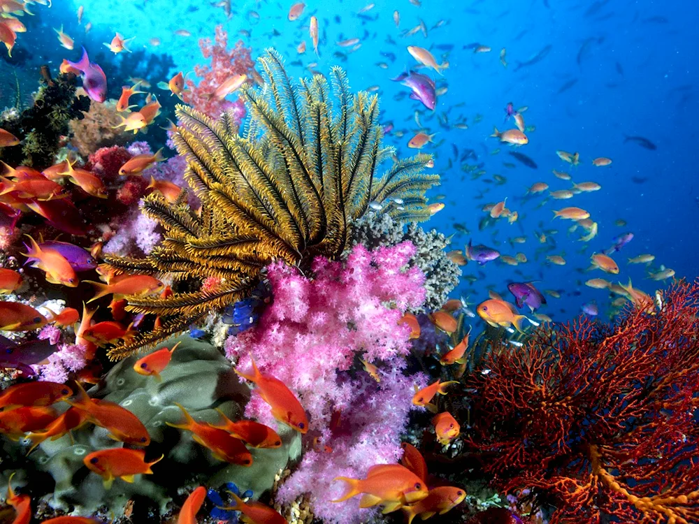 Tropical fish