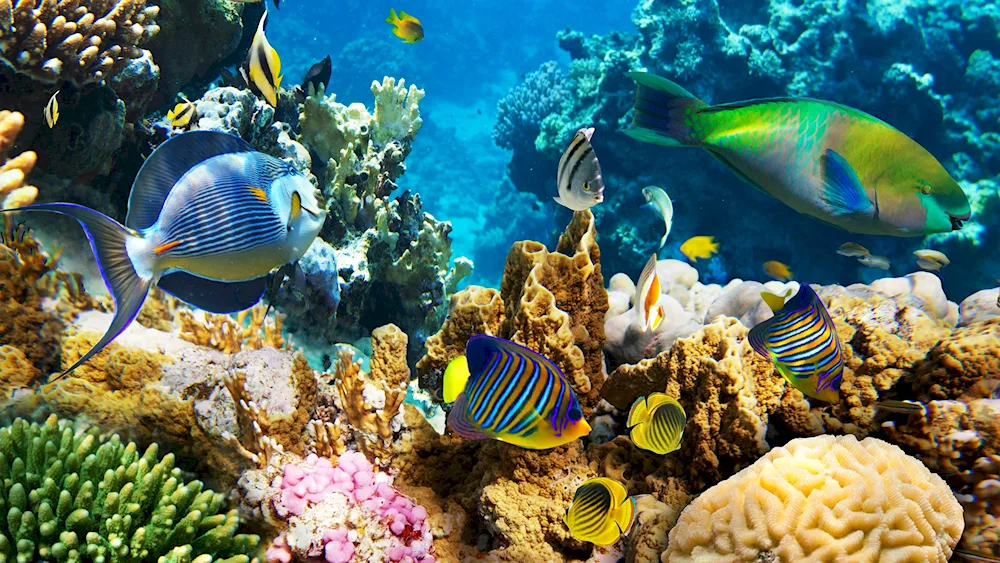 Sharm El Sheikh Reef