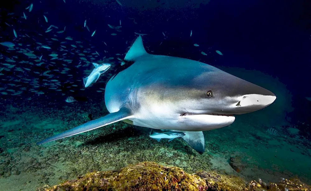 Carcharodon Megalodon